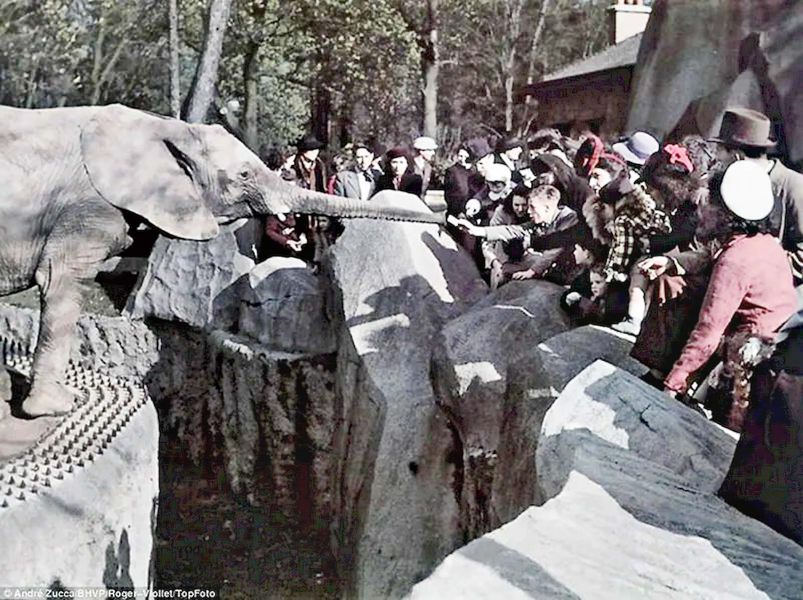 #24 An elephant reaches across from its enclosure to take something from the hand of a youngster.