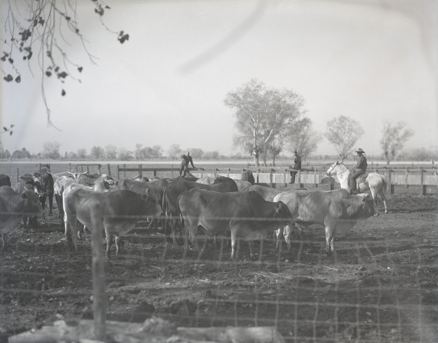 #126 Brahma Bulls in a Corral, 1930s