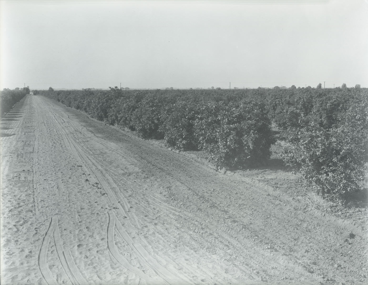 #40 Salim Ackel Citrus Grove. This grove was located approximately eight miles northeast of Mesa and covered 282 acres in 1945.