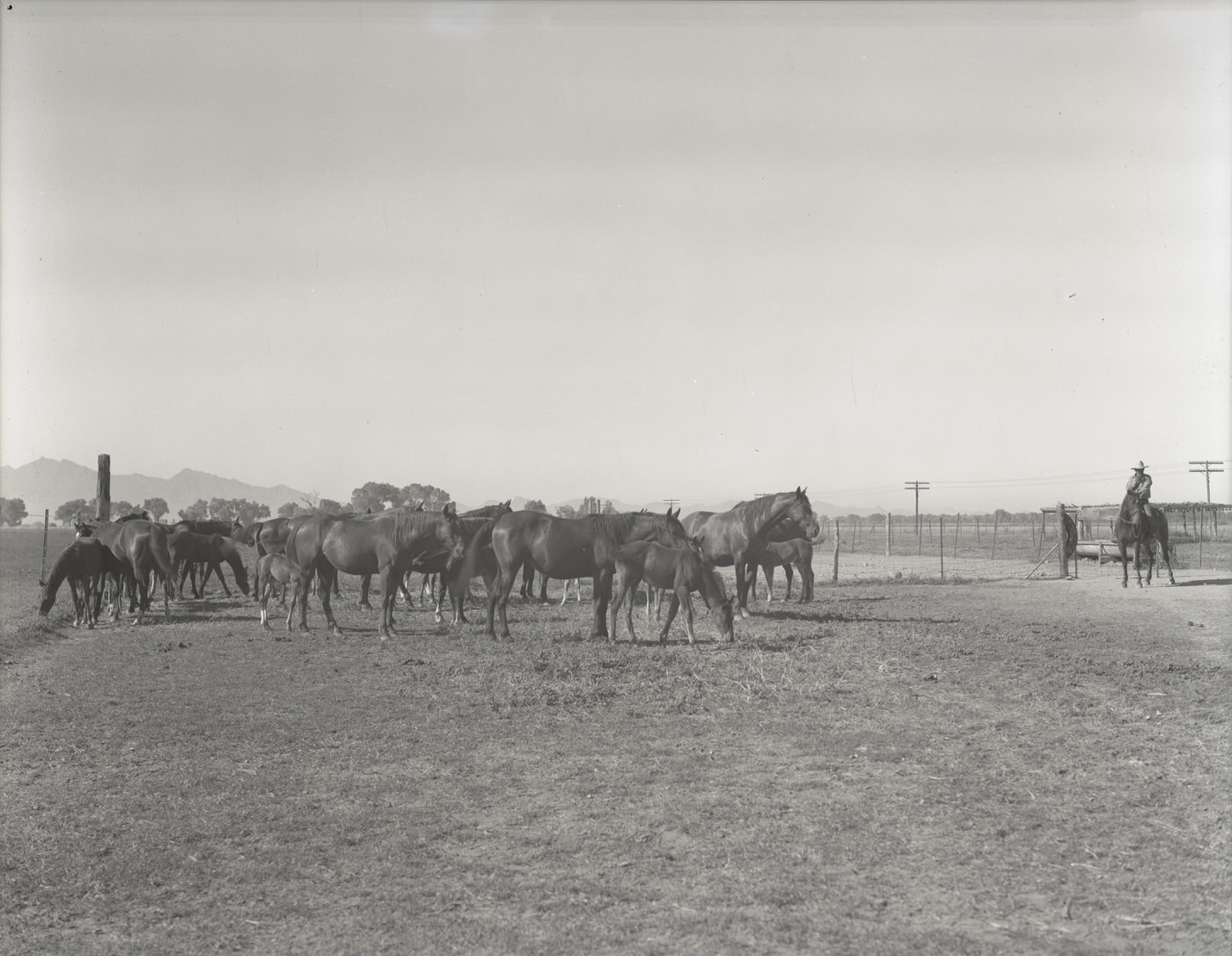 #44 Horses in a Corral, 1930s