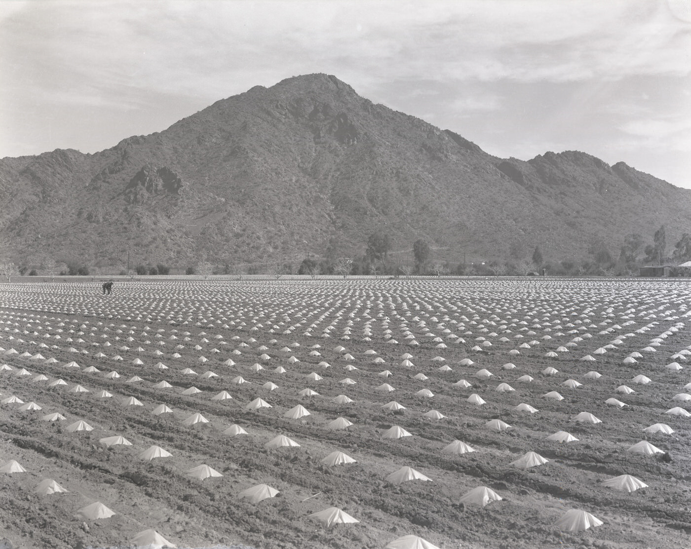 #65 Tomato Field, 1930s