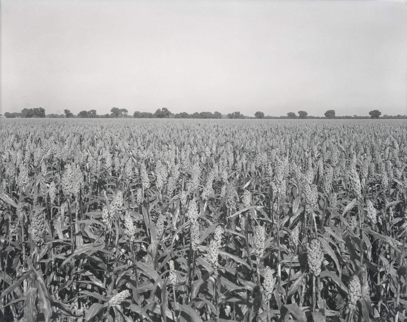 #34 Advance Seed Co. Field, 1943