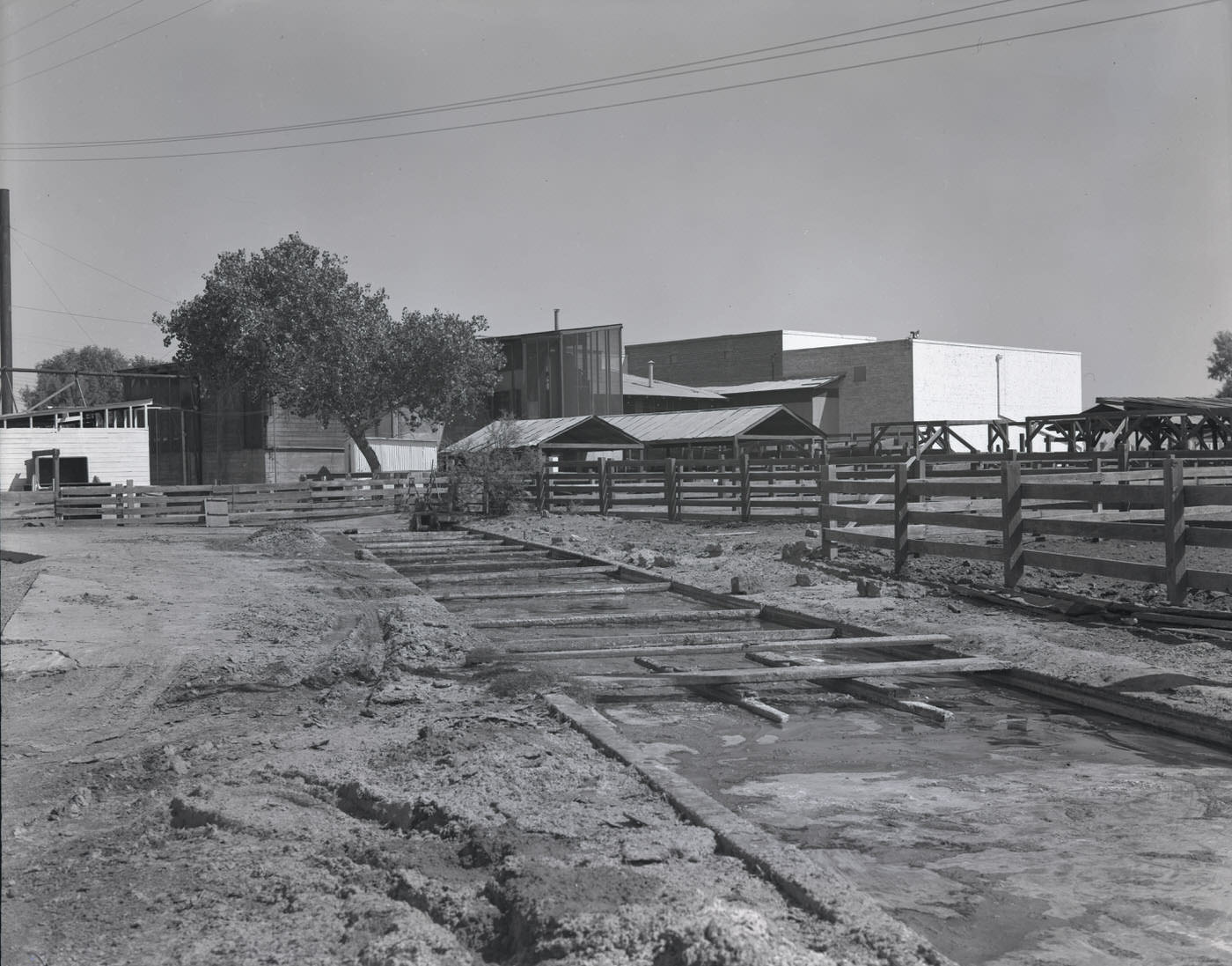 #17 Hurley Meat Co. Cattle Lot, 1944