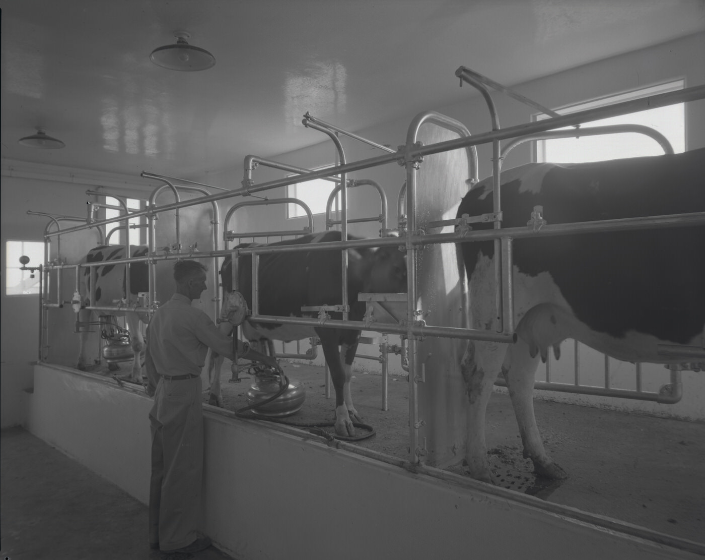 #32 Milking Room at Babson Brothers Dairy, 1946