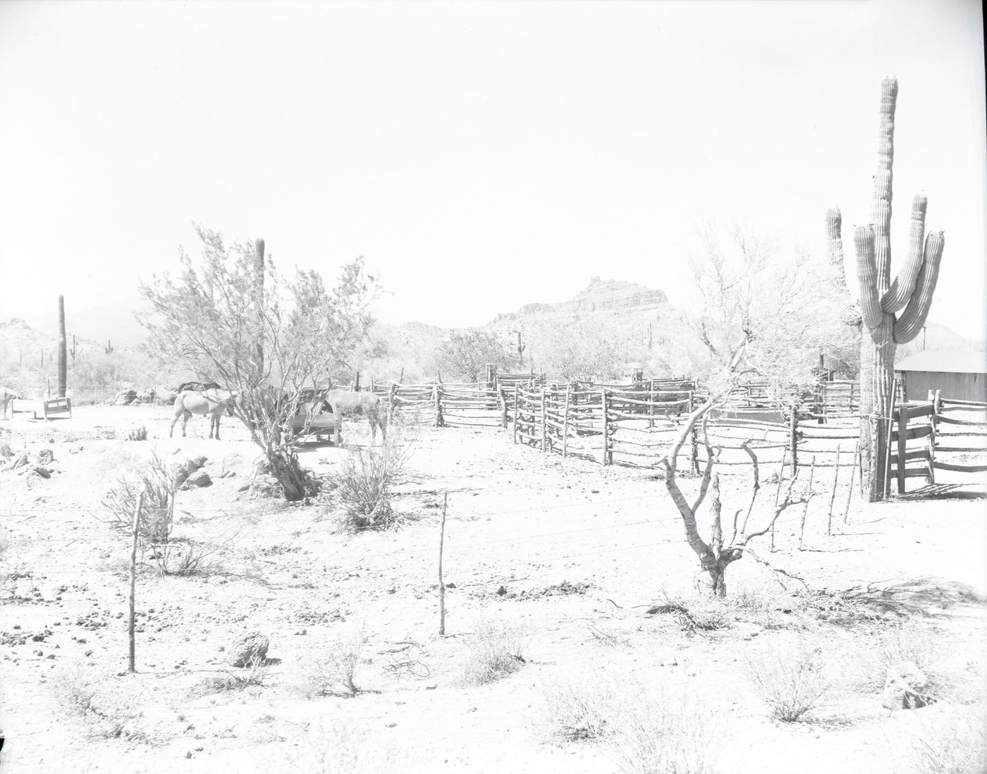 #20 Red Mountain Ranch Grounds, 1946. This ranch was located on Bush Highway in Mesa, Arizona.