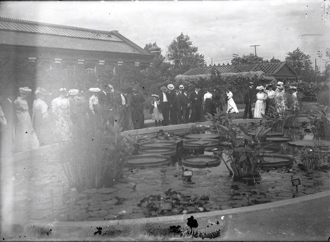 #115 Missouri Botanical Garden Lily Pond, 1900