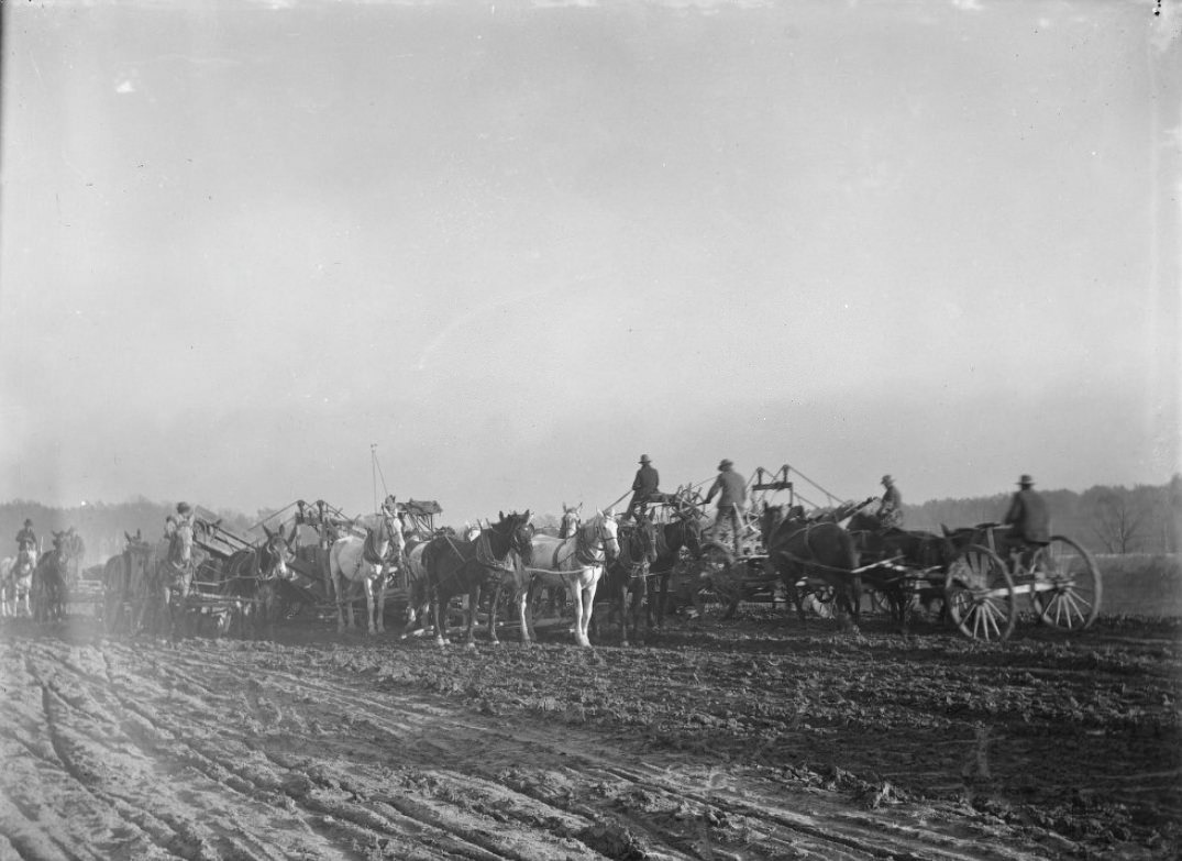 #131 Horses and Mules Pulling Carts in a Field, 1900