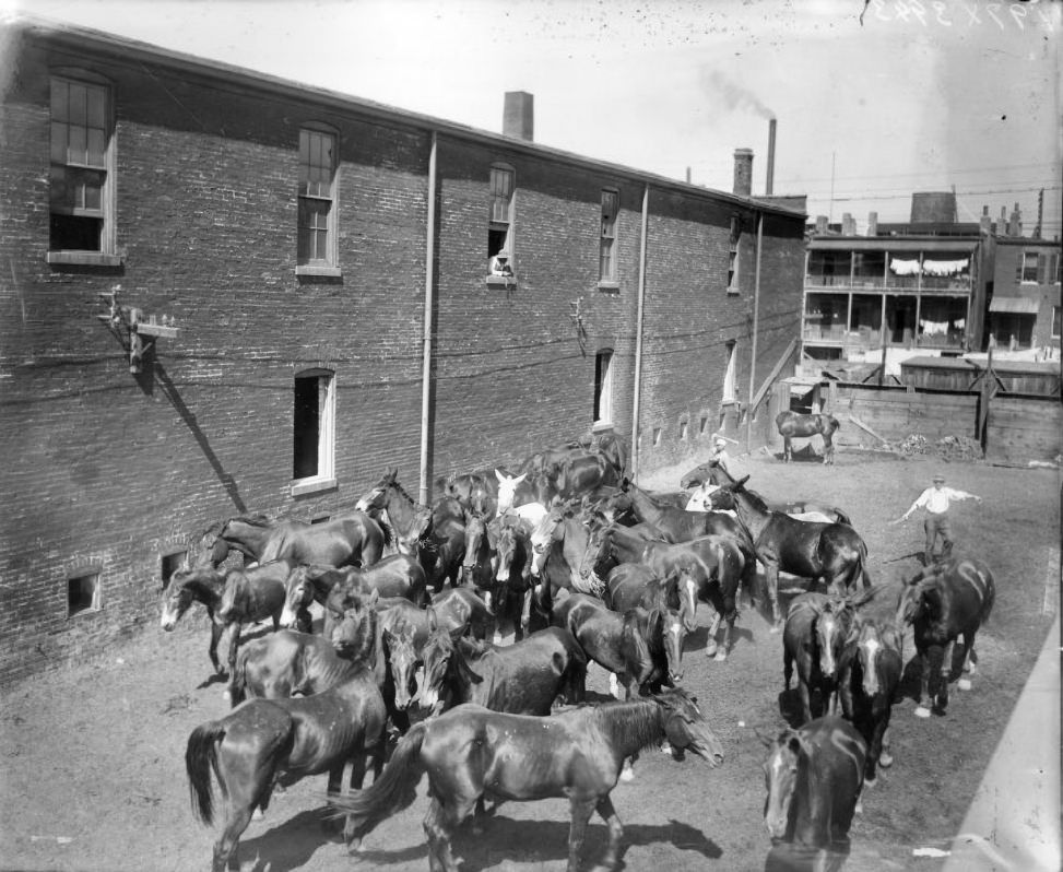 #18 Urban Horse Herd, 1900