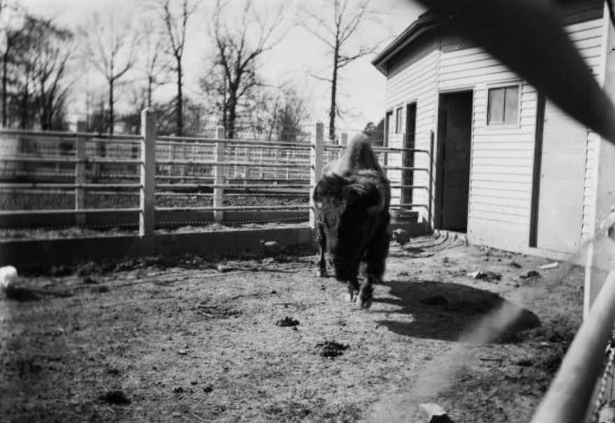 #226 Buffalo—Forest Park, 1902