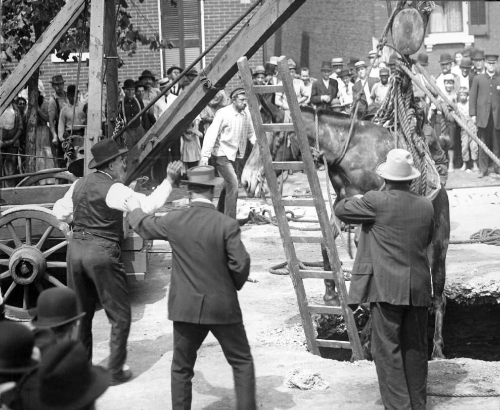 #68 A horse either being lowered into or lifted out of a hole in a city street, 1900