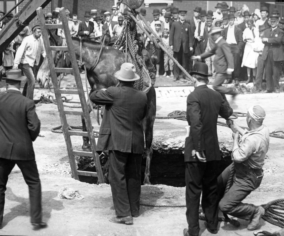 #73 A horse either being lowered into or lifted out of a hole in a city street, 1900