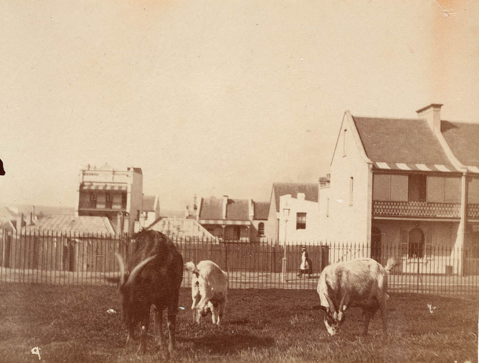 #21 Street scene from Sydney, 1889