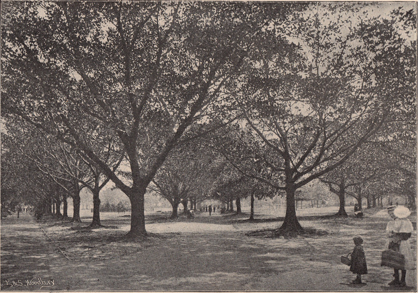 #46 Hyde Park, 1897