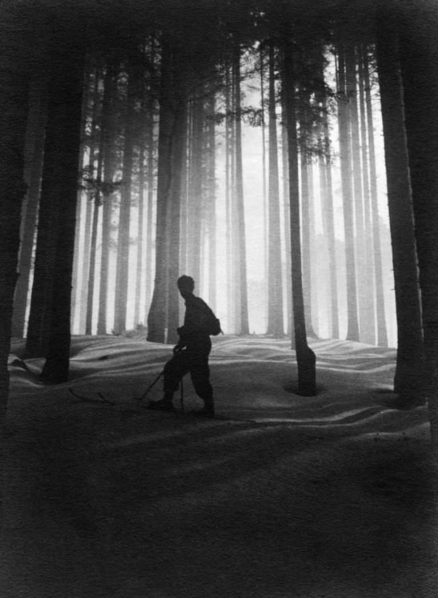 #10 Fir forest, Valleambrosia, Tuscany, 1930s-40s.