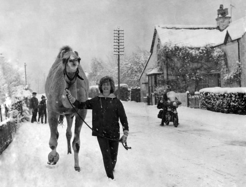 #20 A camel walking through the snow in the village of Winkfield Row, Berks, 1962.