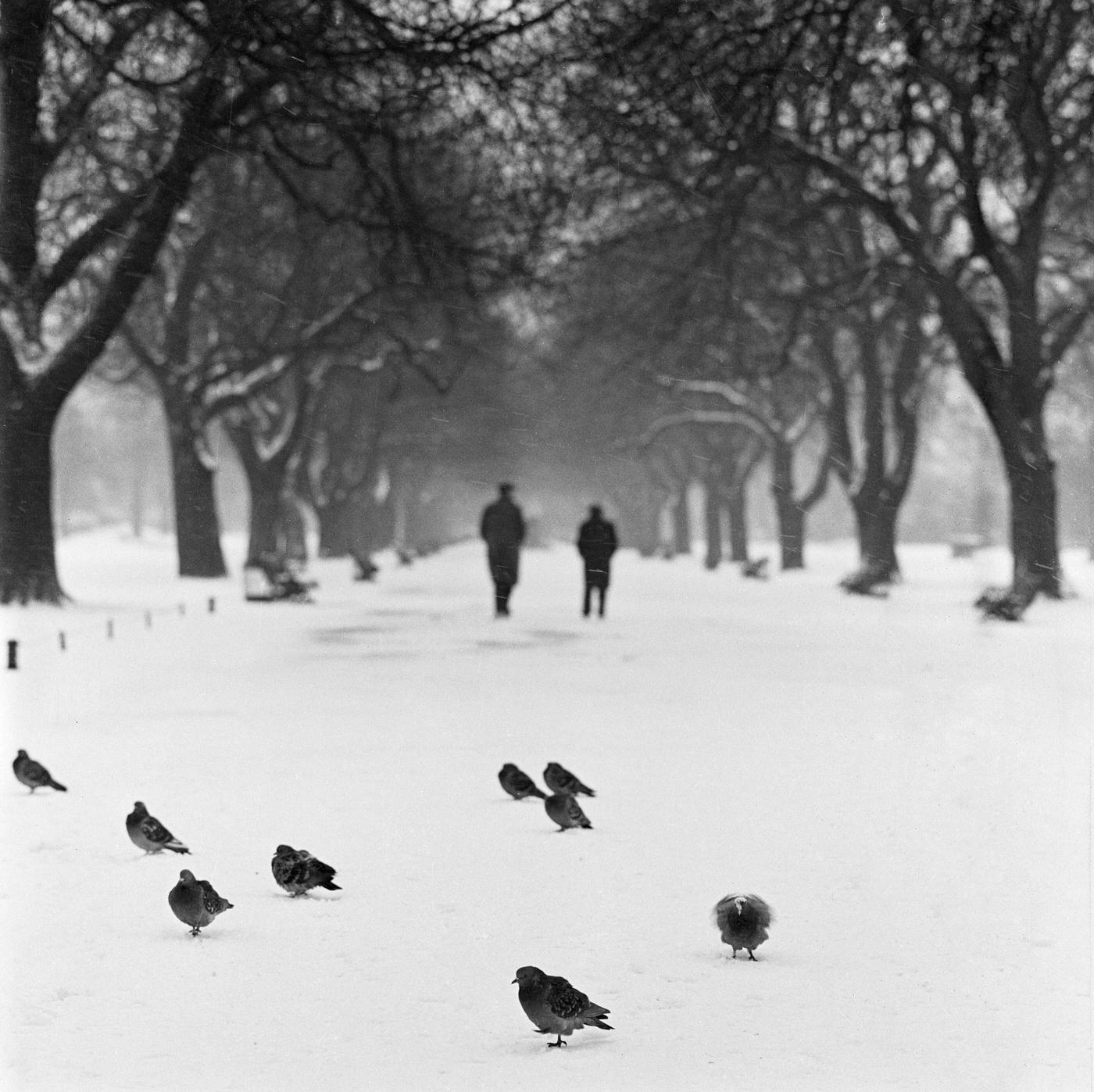 #7 Pigeons on a snowy path, Regent’s Park, London, 1960
