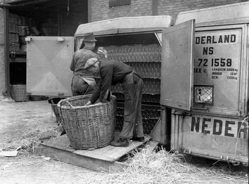 #18 A box full of bottles is being transferred into baskets, Schiedam, 1951