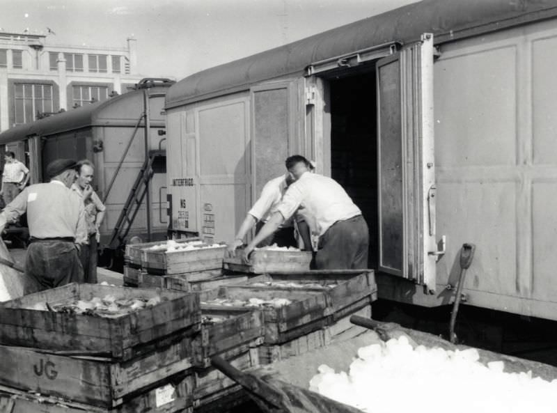 #37 Fish load. Until 1994, fish was transported by rail from IJmuiden, September 12, 1959