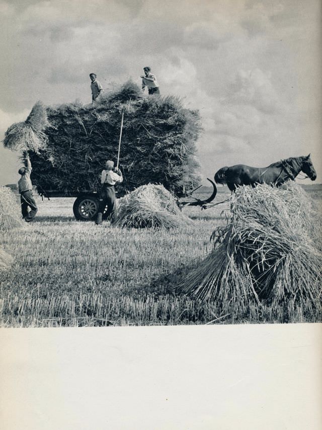 #93 Hay wagon, Haarlemmermeer, 1957