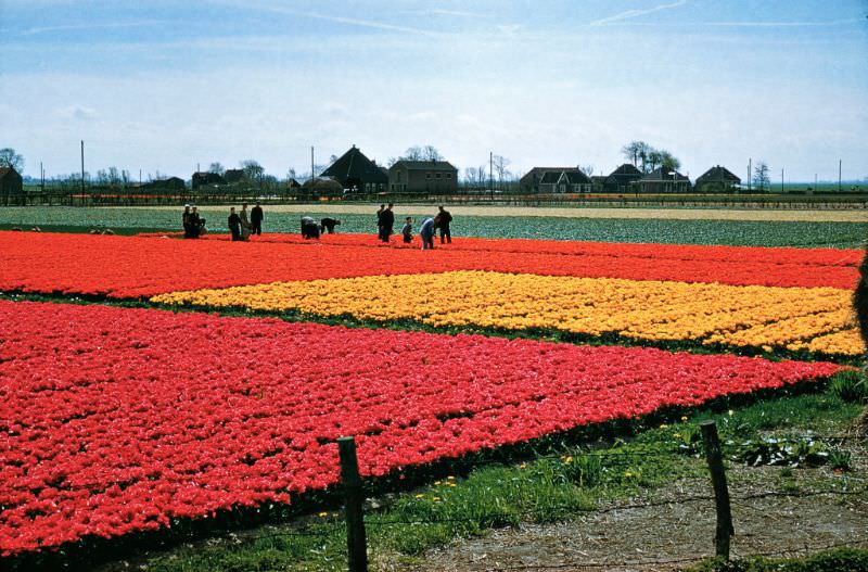 #57 Tulip fields.