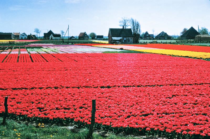 #58 Tulip fields.