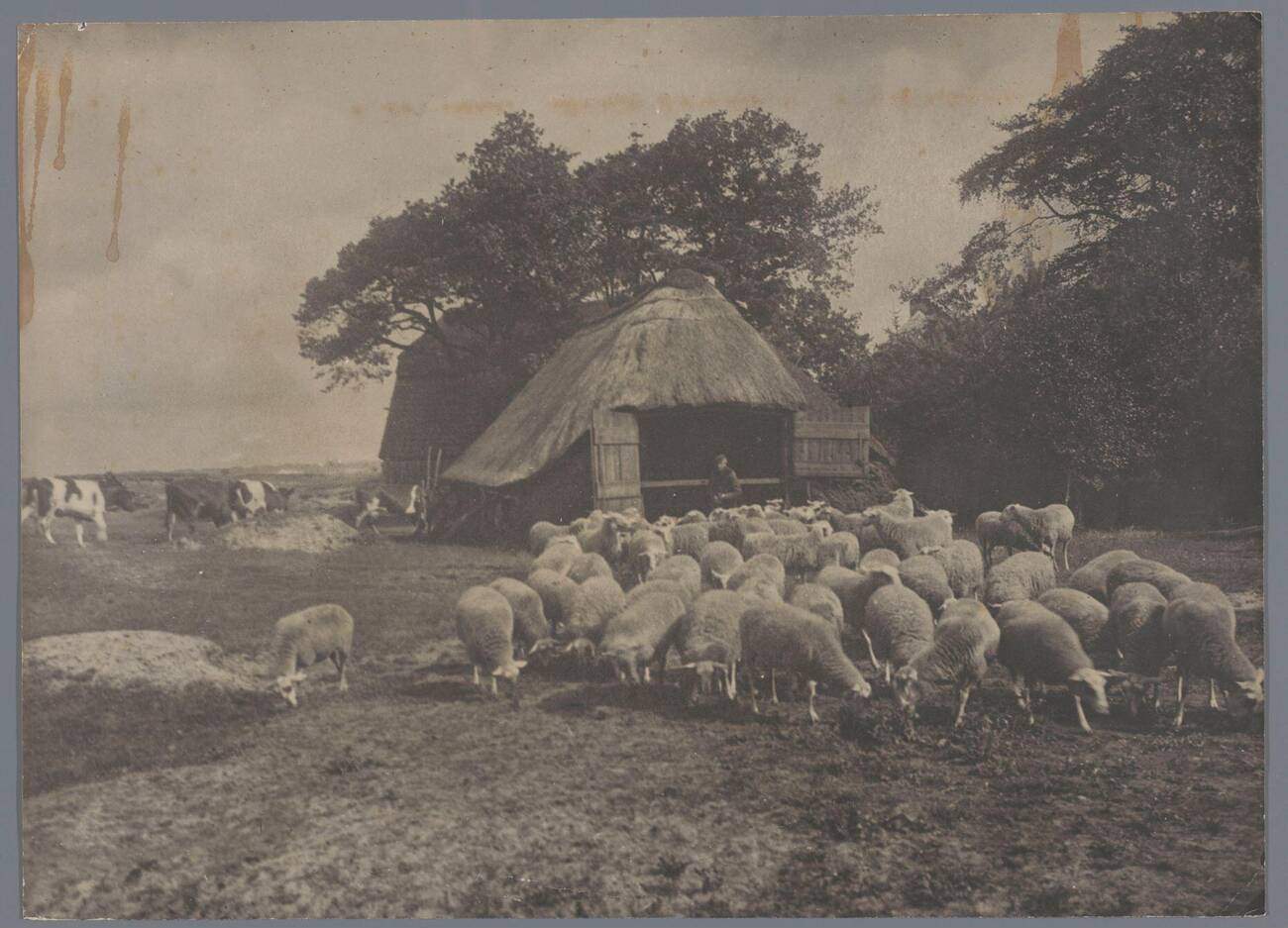 #38 The Sheepfold Landscape with sheep, cows, farmer and sheep farm, Netherlands, 1900