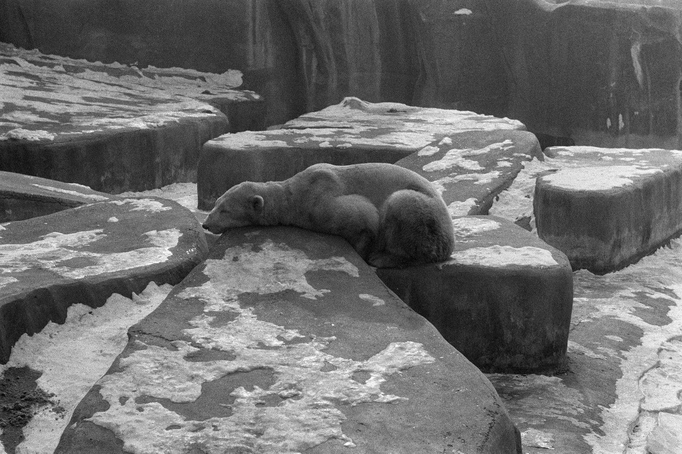 #25 Bear in Vincennes Zoo In Snow, Paris, 1955.