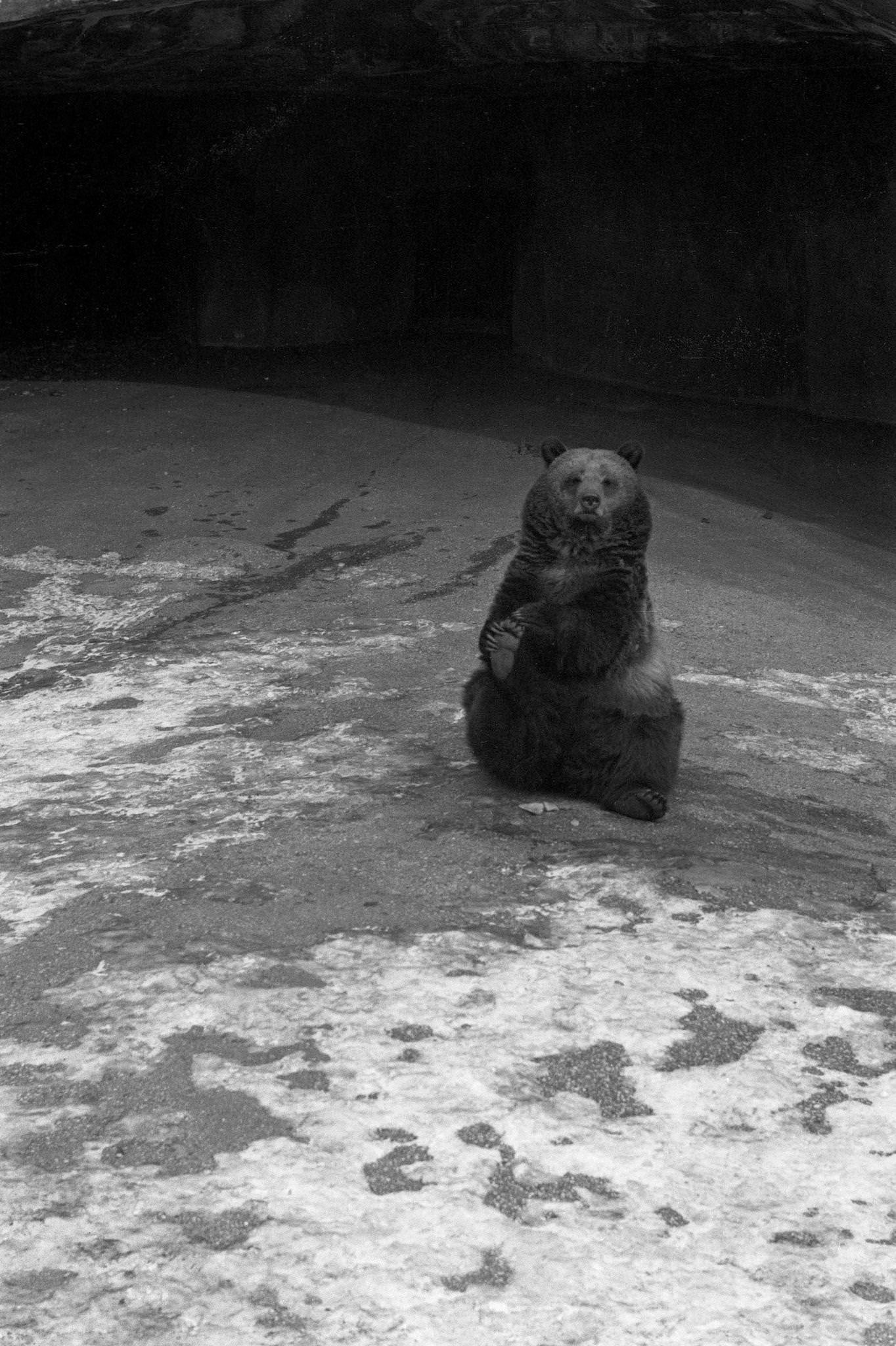 #26 Bear in Vincennes Zoo In Snow, Paris, 1955.