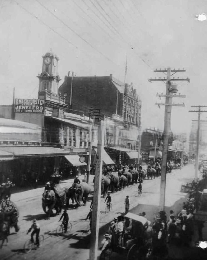 #118 Circus parade with elephants marching along J Street, 1891.