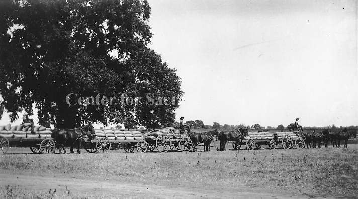 #161 Carts Loaded with Bags of Grain or Seed, 1895