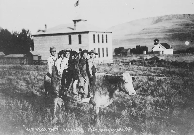 #105 In 1907, a cow is used to transport seven children to school in Okanogan, Washington.