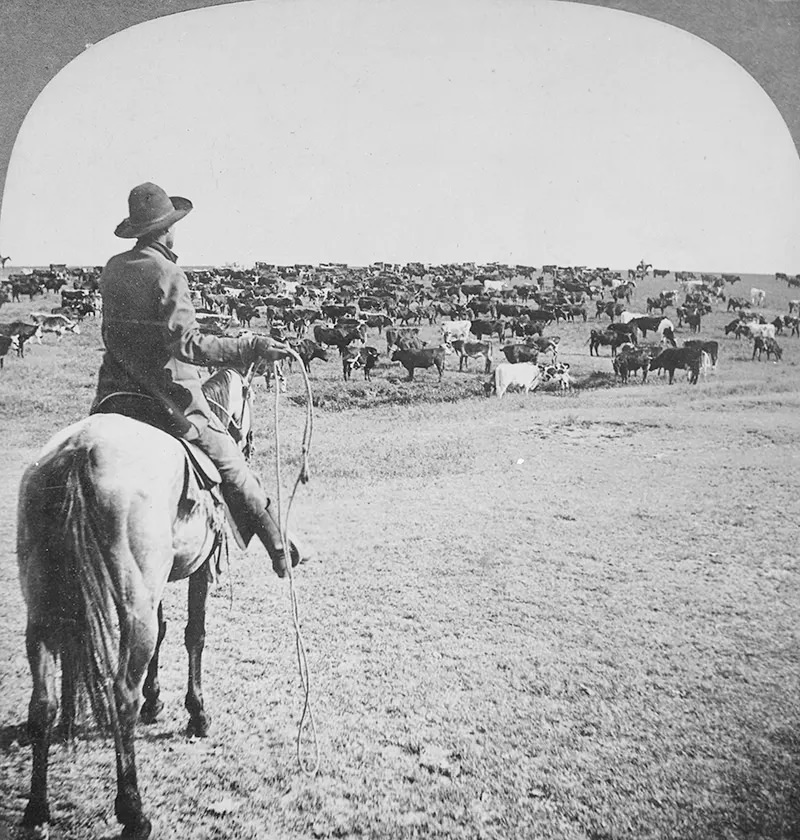 #94 Cowboy with lasso readied looks beyond the herd on the open range to his fellow cowpunchers waiting on the horizon during a roundup on the Sherman Ranch in Genesee, Kansas in 1902.
