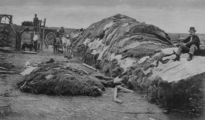 #96 A photograph of the buffalo hide yard in Dodge City, Kansas in 1878, showing 40,000 buffalo hides.