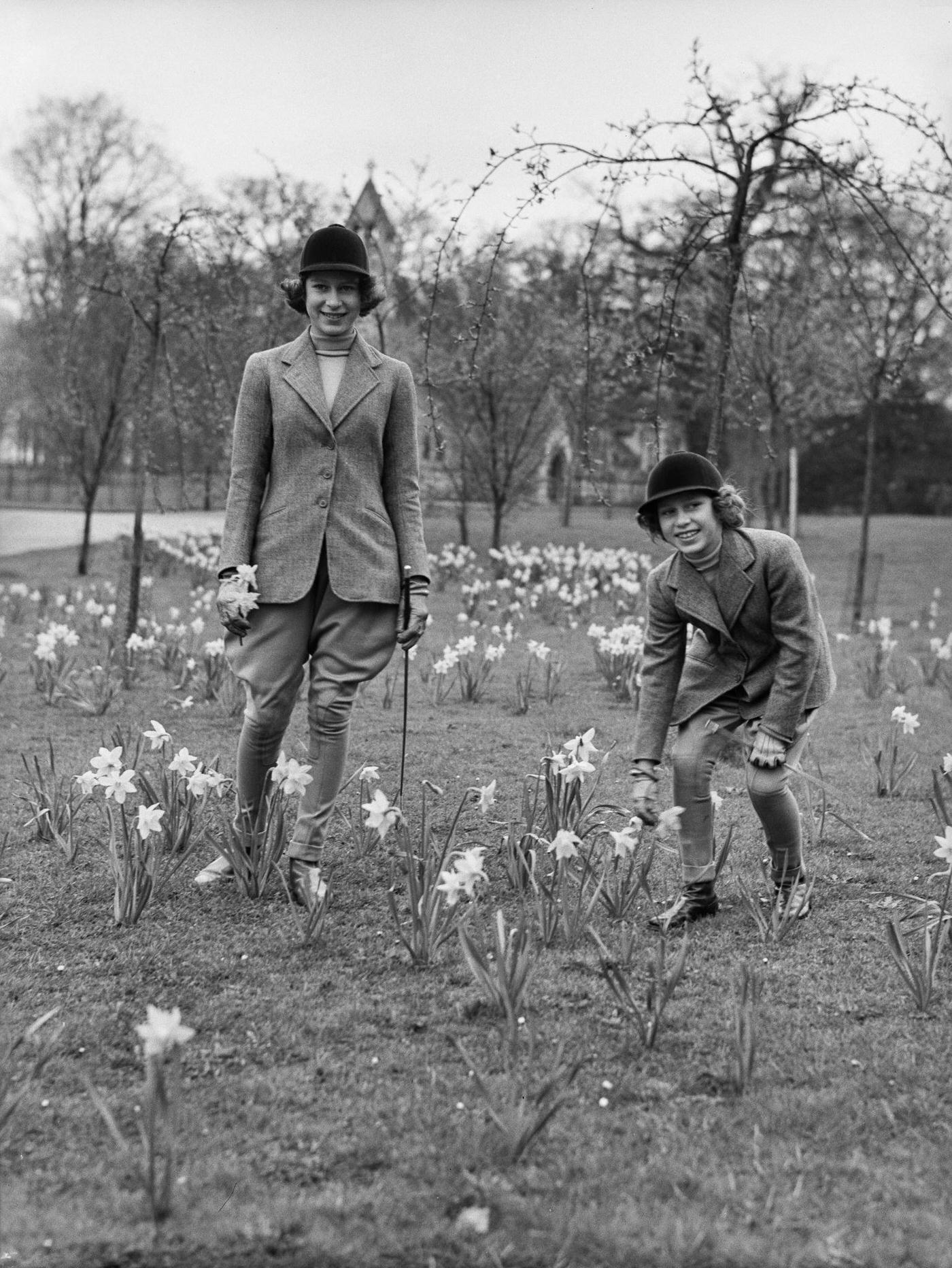 #28 The Royal Princesses Elizabeth and Margaret in horsewomen clothes standing in a daffodils field, UK, 1940.
