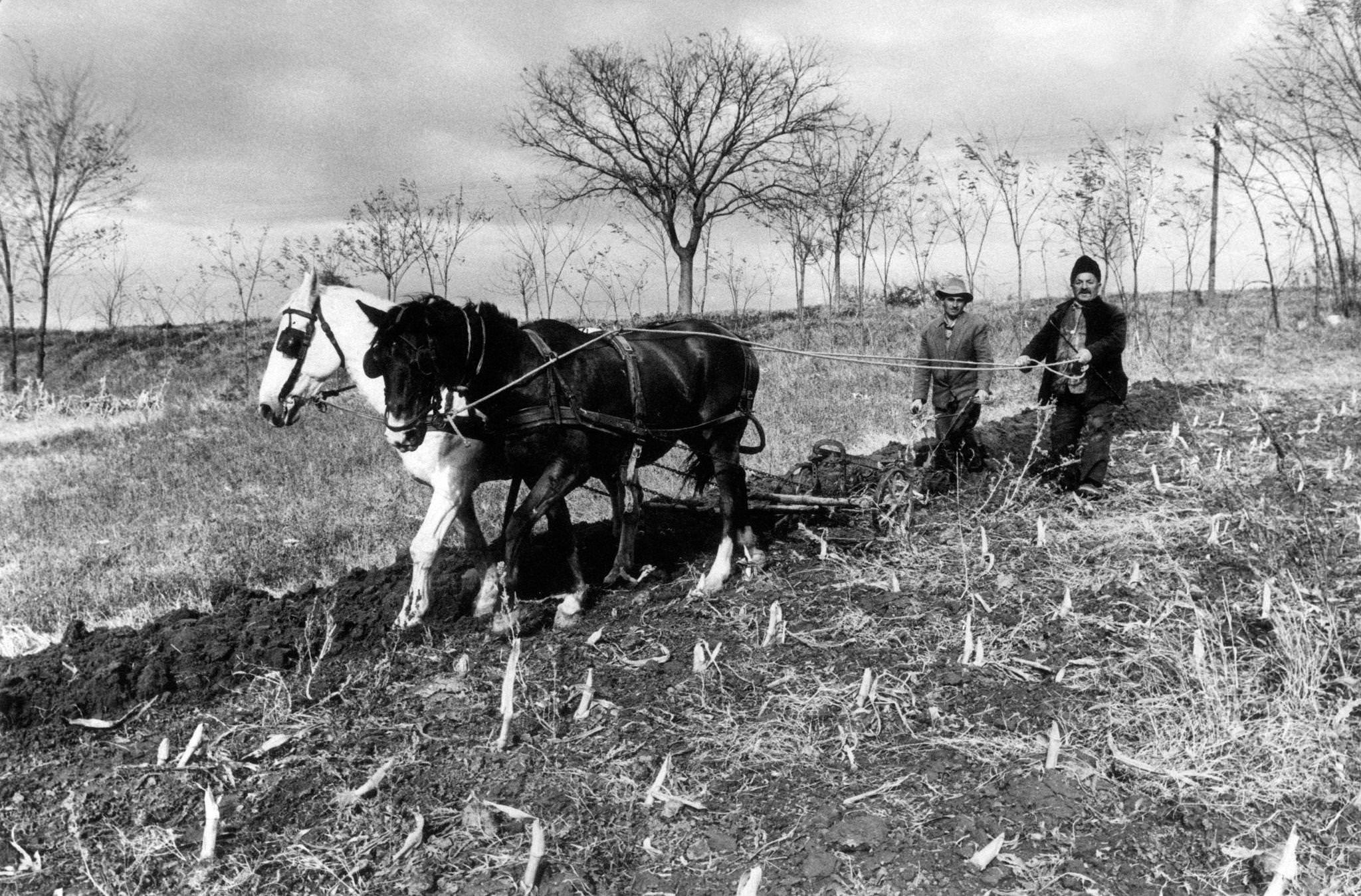 #34 Two farmers plough a field with a ploughshare dragged by two horses, 20 km far from the capital city of Belgrade, Serbia, 1965
