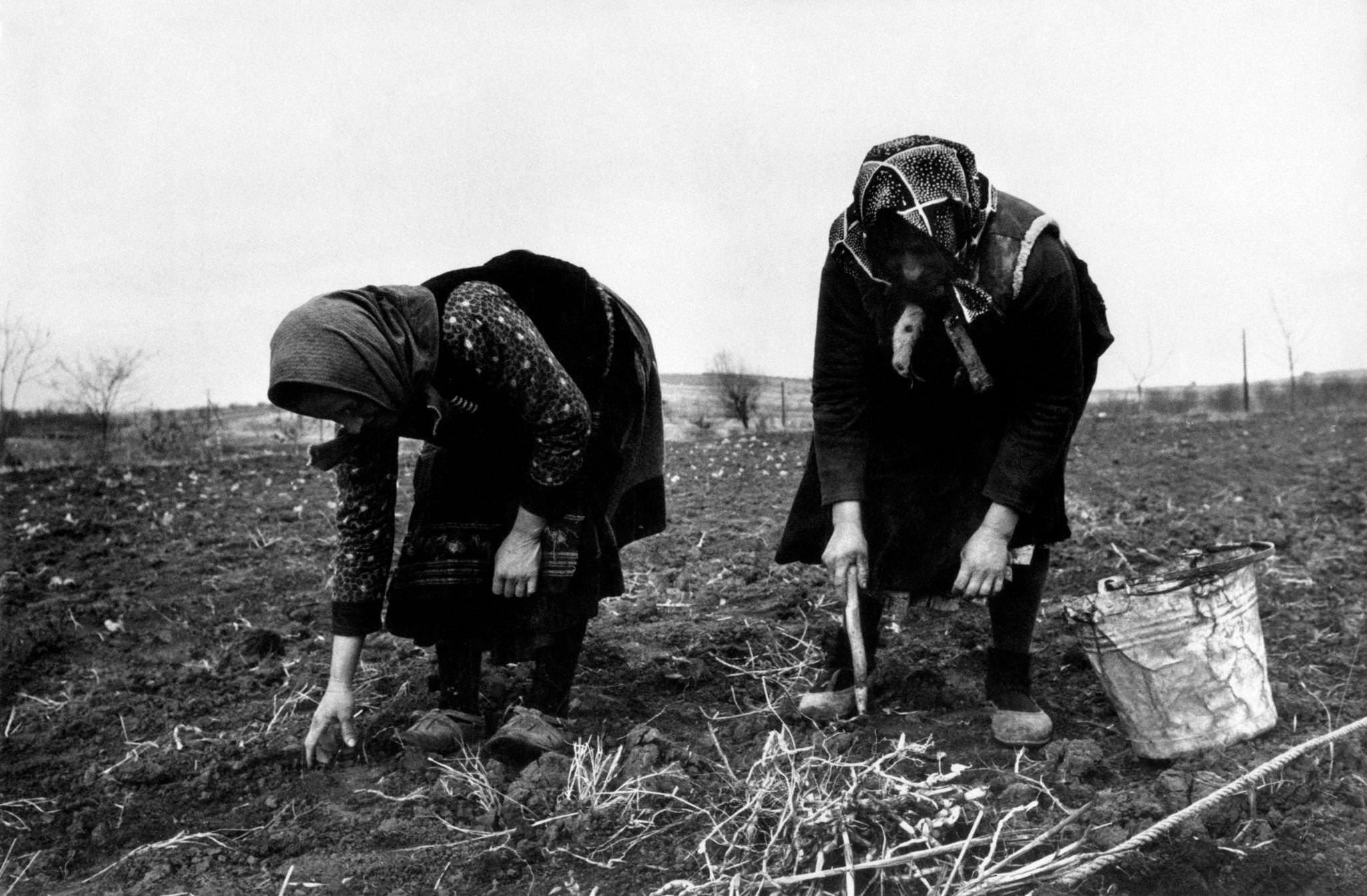 #35 Two countrywomen at work, crouched on a field they are turning over, 20 km far from the capital city of Belgrade, Serbia, 1965