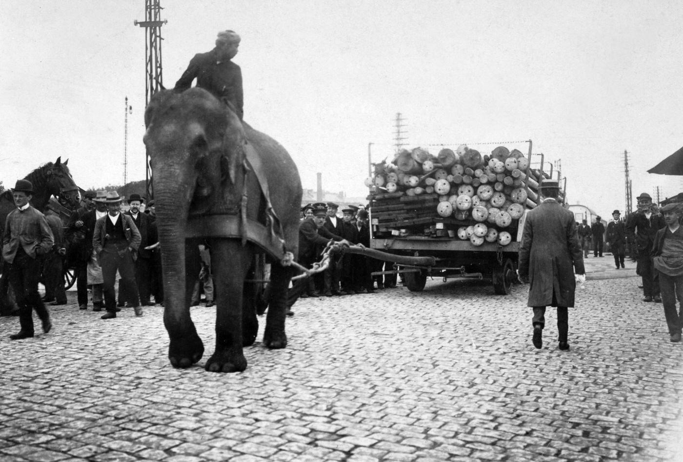 #50 An Indian elephant hauling a heavy load in the dockland area of Hamburg, Germany, 1910