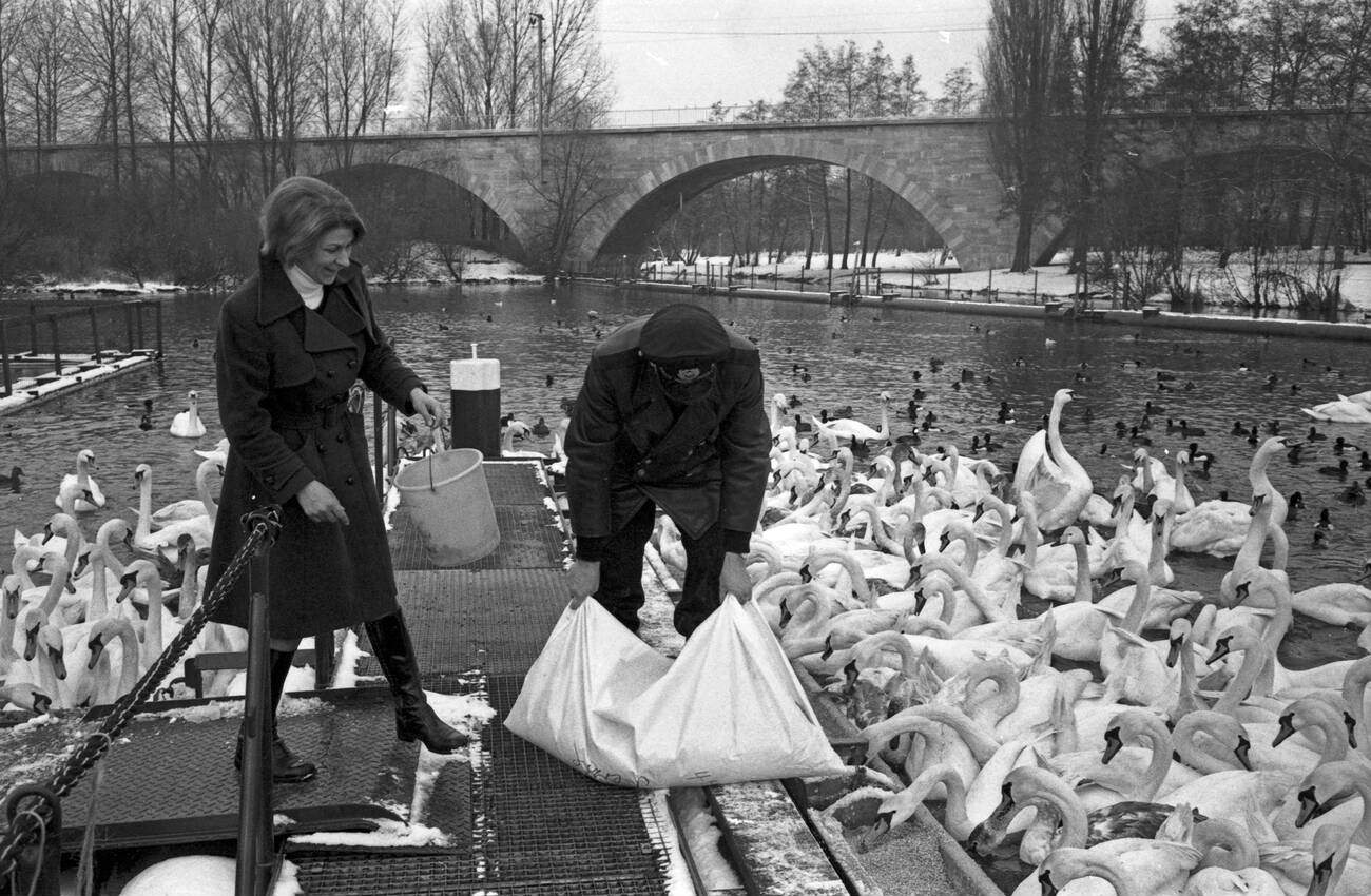 Harald Niess, also known as the “Schwanenvater,” taking care of the Alster swans in Hamburg, Germany in the 1970s.