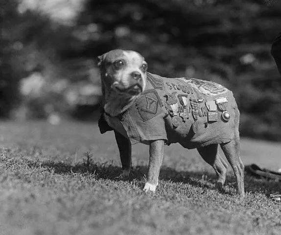 #27 Sergeant Stubby, the Most Decorated Dog of World War I