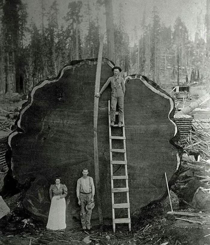 #24 A Logging Family with a 1300-Year-Old Tree