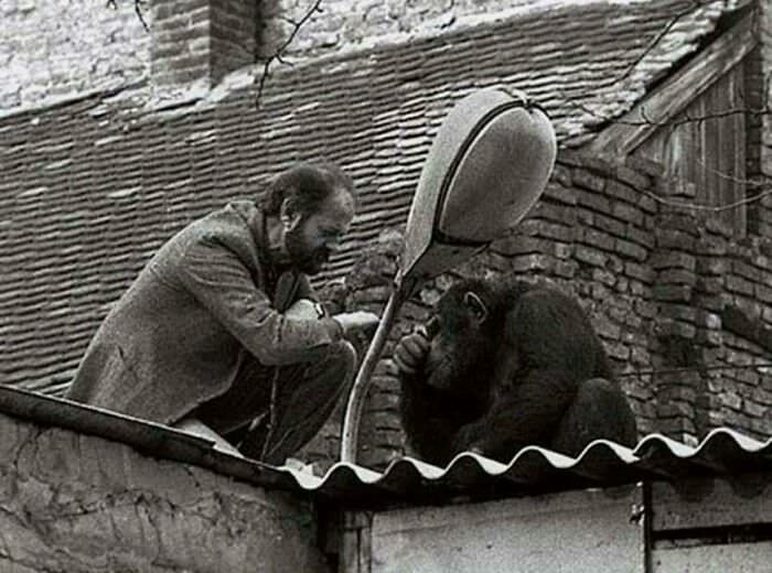 #57 The Great Escape of Sami the Chimpanzee