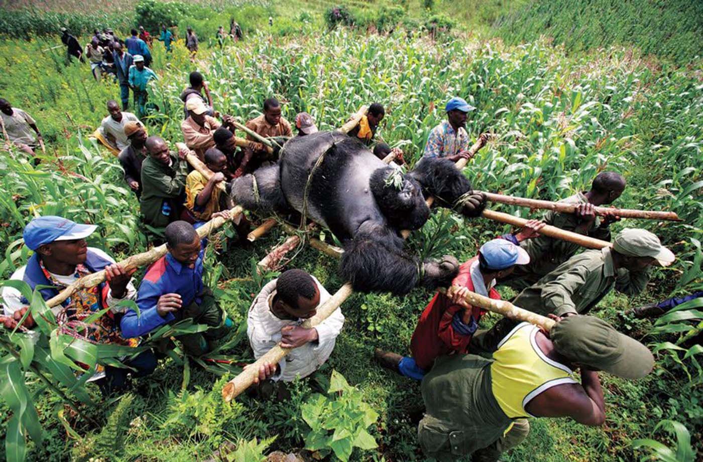 #22 Gorilla In The Congo, 2007