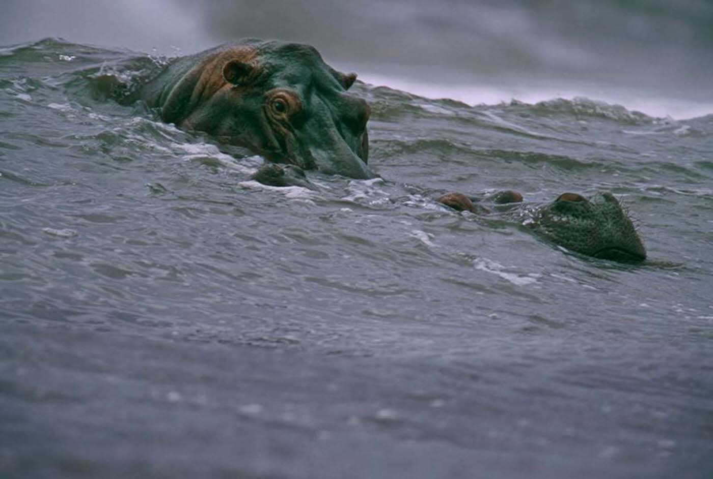 #48 Surfing Hippos, 2000