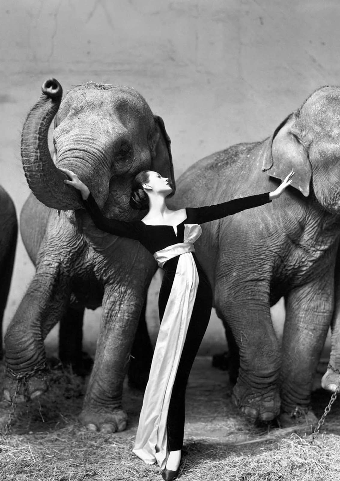 #76 Dovima With Elephants, Paris, 1955