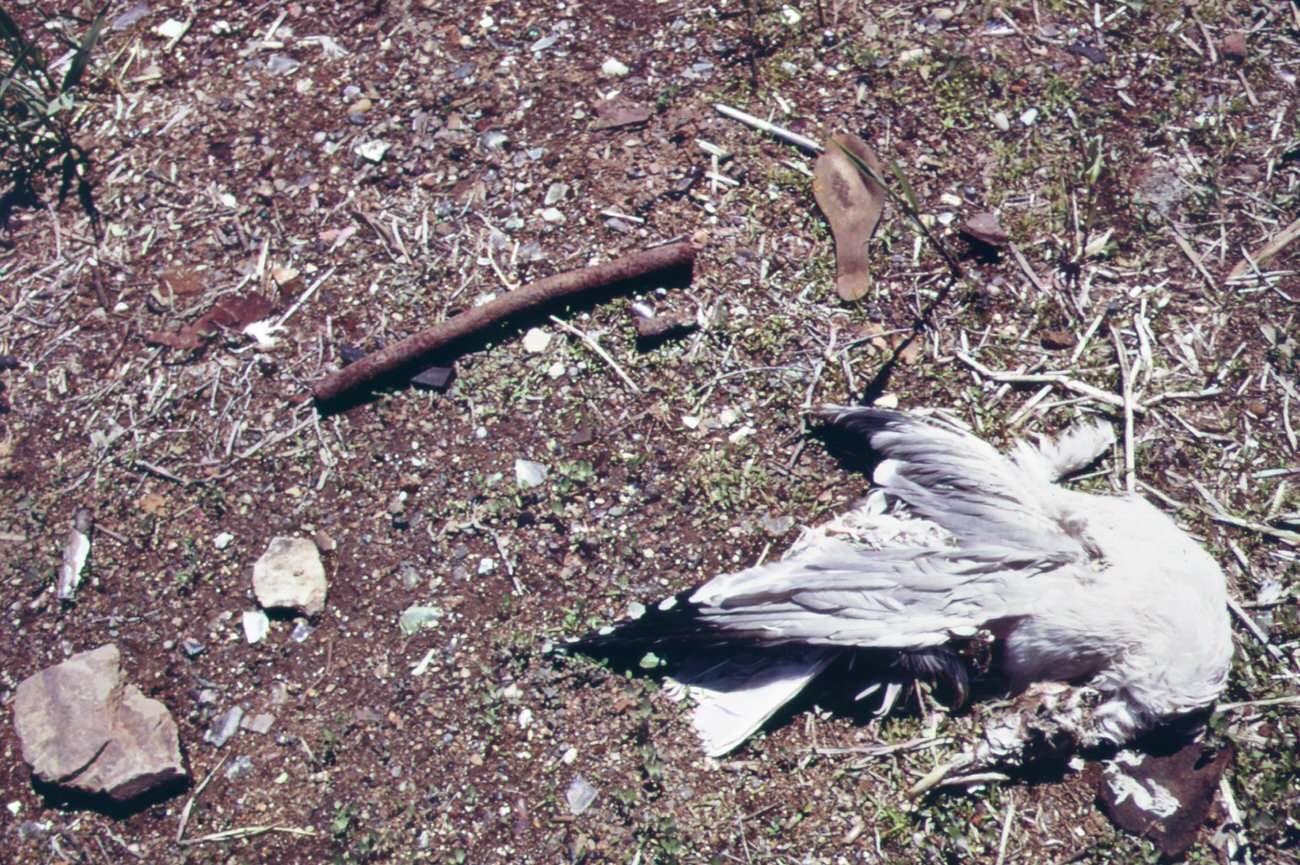 #33 Dead gull near entrance to great kills park on staten island, 1970s
