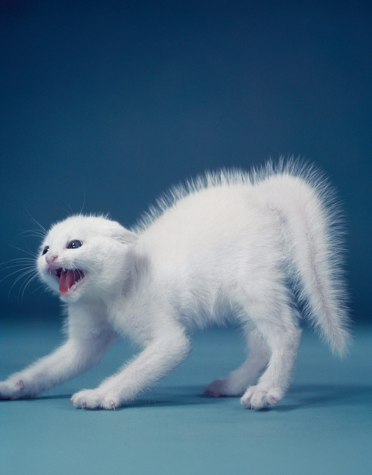 #11 Chandoha’s backlighting technique dramatizes the defensive posture of a kitten seeing a dog in 1957.