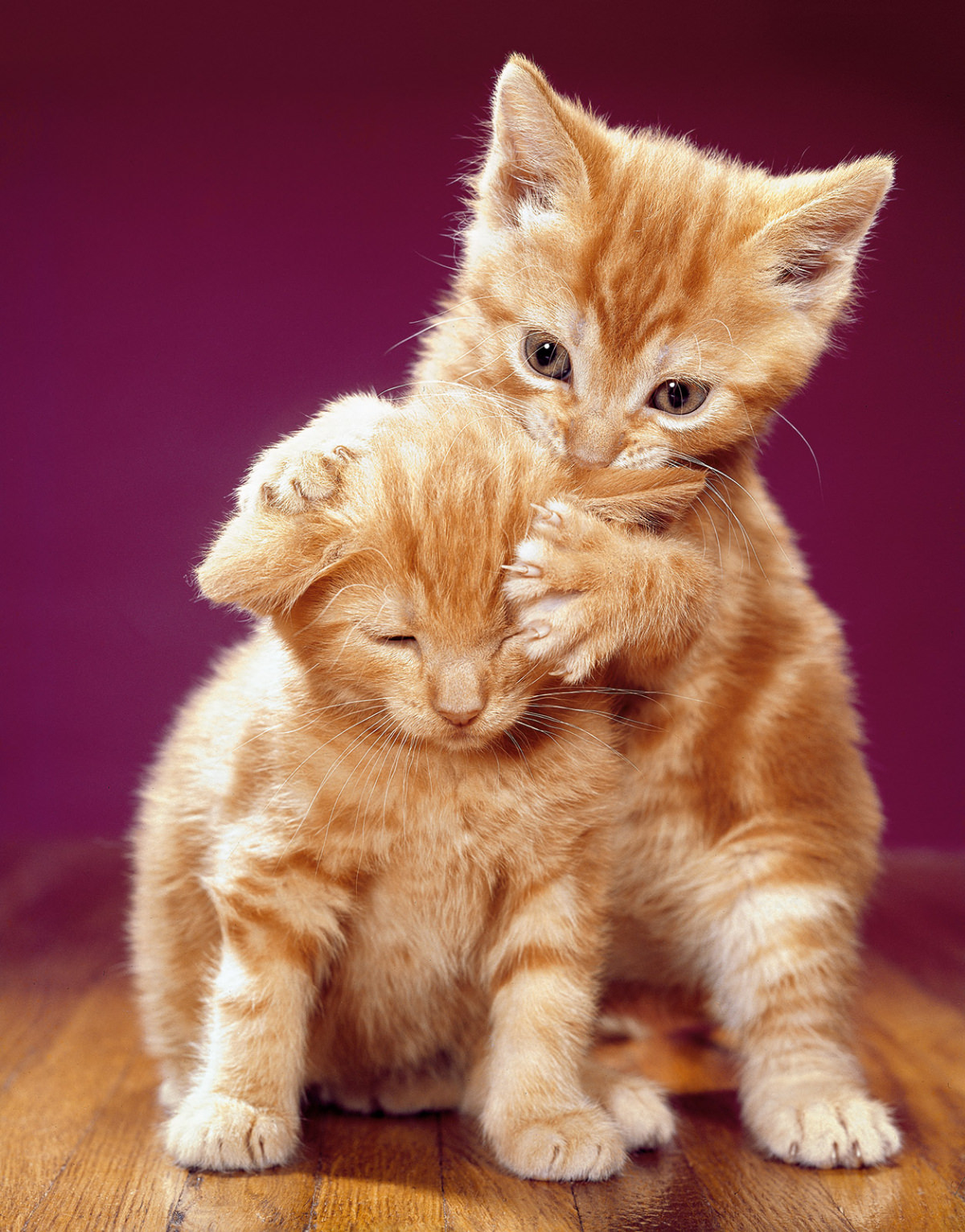 #12 Kittens play together in 1968.