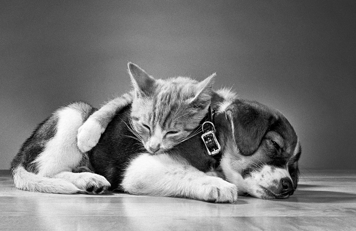 #13 A cat cozies up to a dog in 1968.