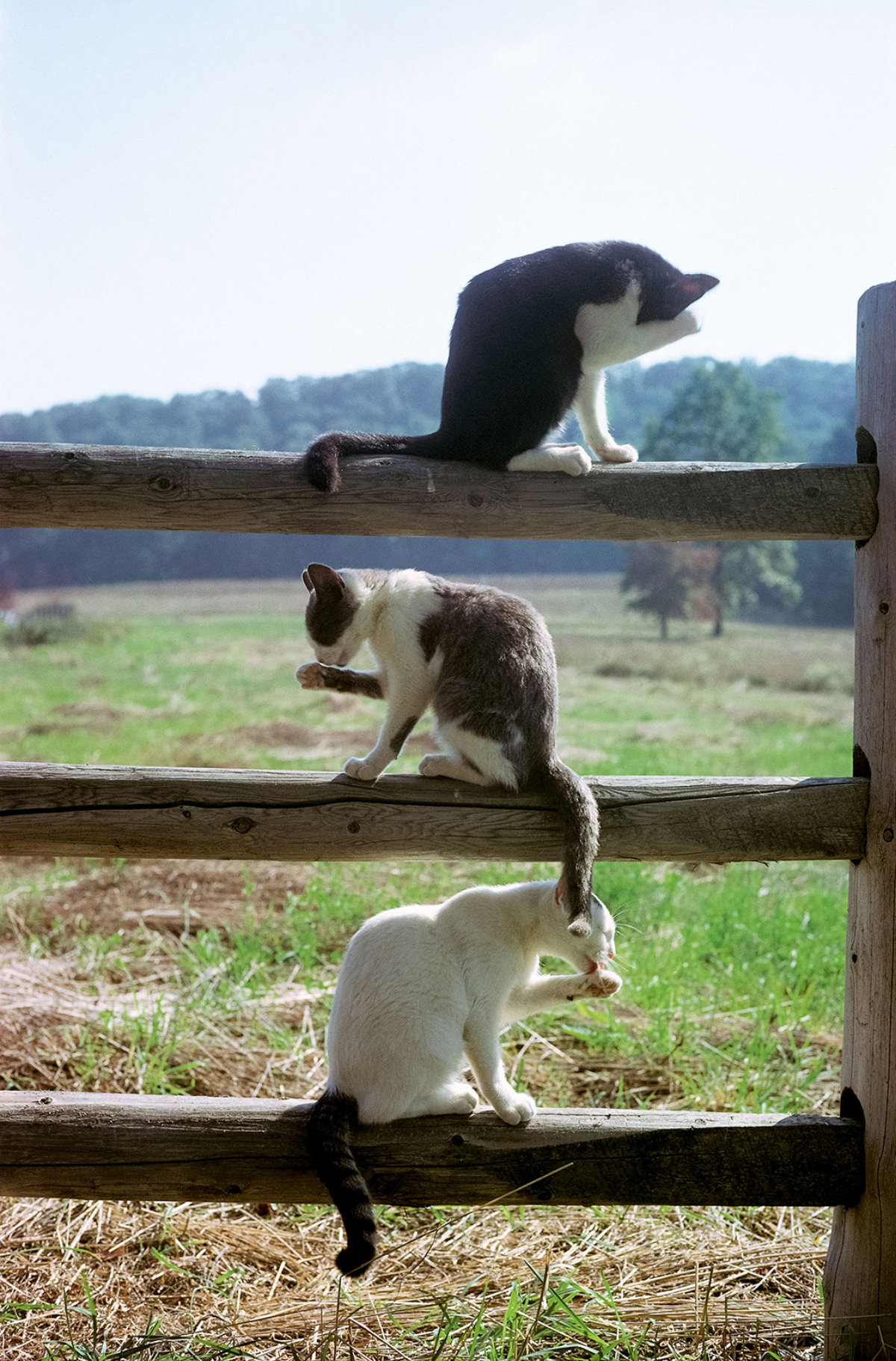 #15 Barn cats wash themselves on a fence in 1982.