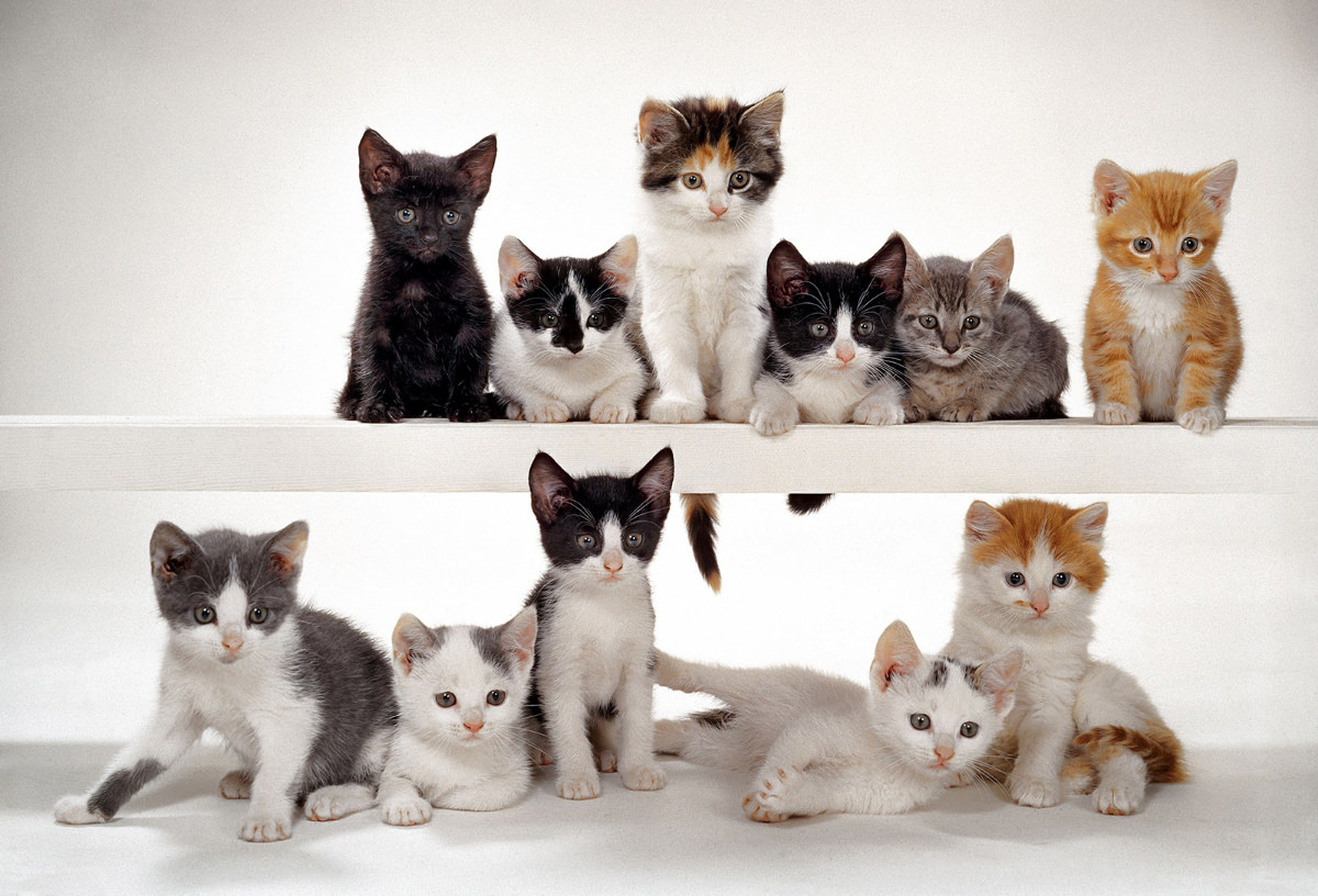 #2 These adorable kittens took part in a Chandoha photo shoot for McCall’s Magazine in 1964.